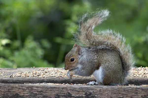 Grå Ekorre Sciurus Carolinensis Äter Frön Träbänk — Stockfoto