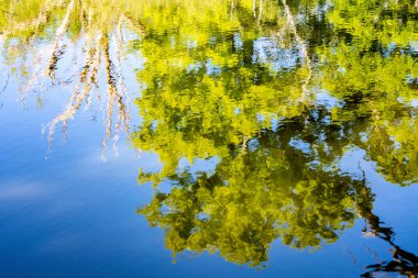 Göldeki bir ağacın ilkbahar yansıması