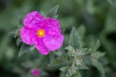 Pembe Cistus Batı Sussex 'te bir bahçede çiçek açıyor.