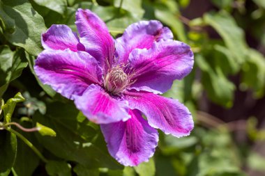 Bahar güneşinde açan Pembe Clematis