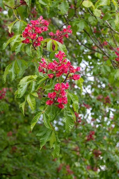 Сладкий Каштан Castanea Sativa Цветет Весной — стоковое фото
