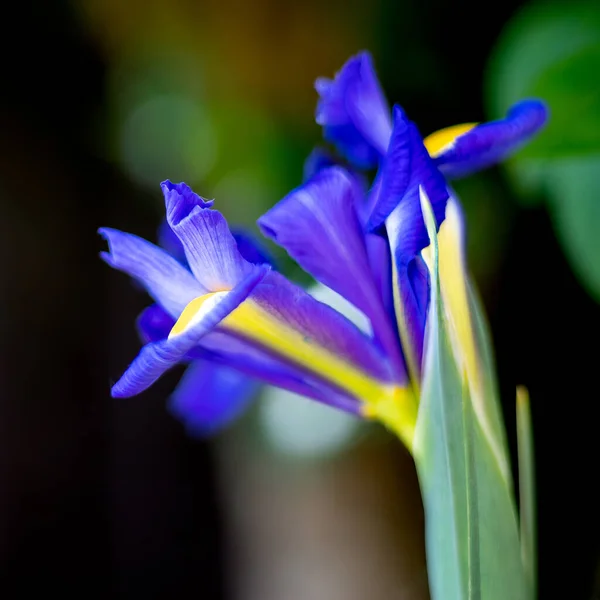 Iris Λουλούδι Ανθίζει Την Άνοιξη Ένα Αγγλικό Κήπο — Φωτογραφία Αρχείου