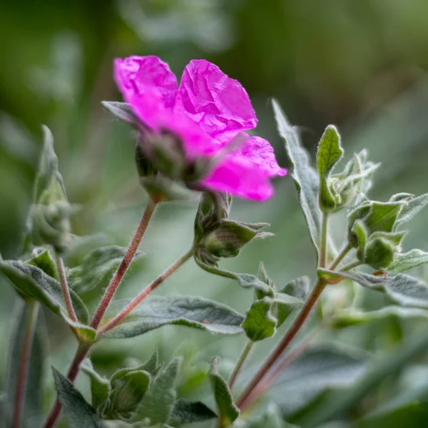 Ciste Rose Fleurissant Dans Jardin West Sussex — Photo