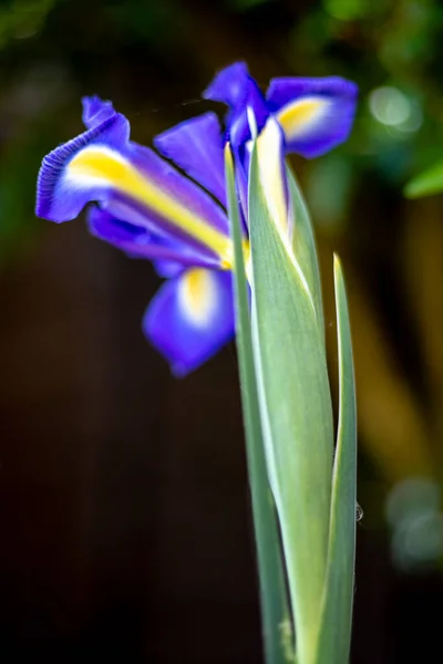 Iris Λουλούδι Ανθίζει Την Άνοιξη Ένα Αγγλικό Κήπο — Φωτογραφία Αρχείου