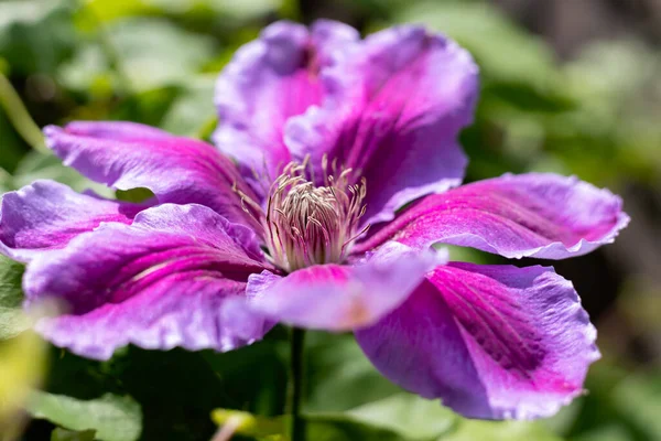 Pink Clematis Blooming Spring Sunshine — Stock Photo, Image