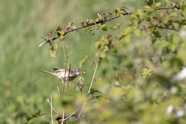 Common Whitethroat Sylvia Communis Hunting Food — Stock Photo, Image