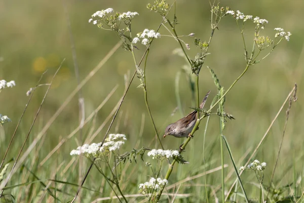 Weißkehlchen Sylvia Communis Auf Nahrungssuche — Stockfoto