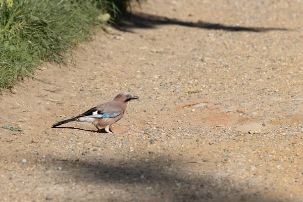 Jay Eurasiatico Garrulus Glandarius Alla Ricerca Semi Terra — Foto Stock