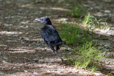 Yeni tüylenmiş Jackdaw (Corvus monedula) yerde yürüyor