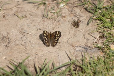 Benekli Orman Kelebeği (Pararge aegeria) bahar güneşi altında yeryüzünde dinleniyor.
