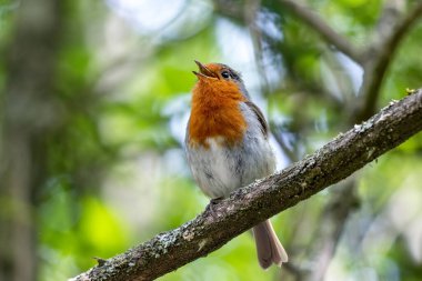 Robin singing in a tree on a spring day clipart