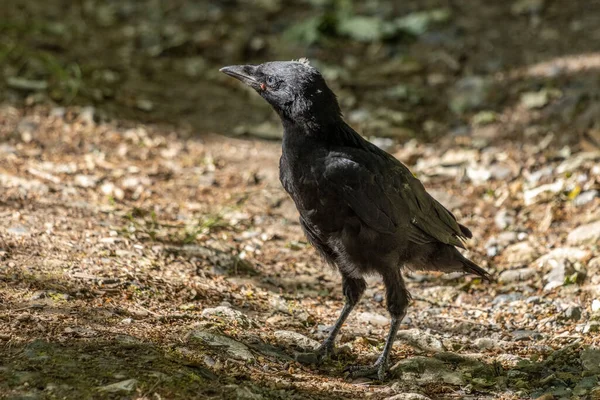 Newly Fledged Jackdaw Corvus Monedula Walking Ground — Stock Photo, Image