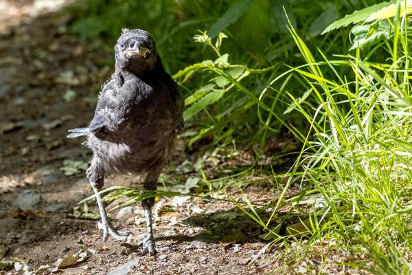 Newly Fledged Jackdaw Corvus Monedula Walking Ground — Stock Photo, Image