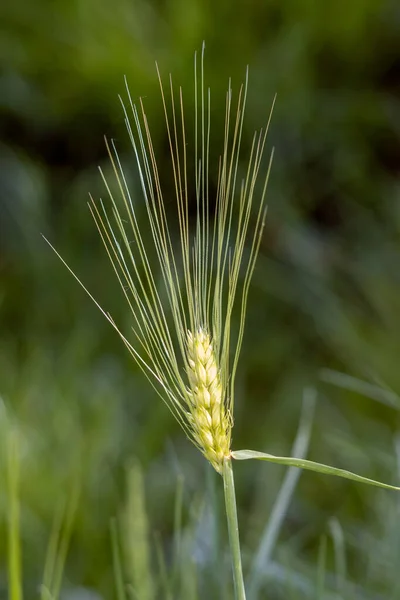 Orelha Trigo Imaturo Crescendo Arquivado Perto East Grinstead — Fotografia de Stock