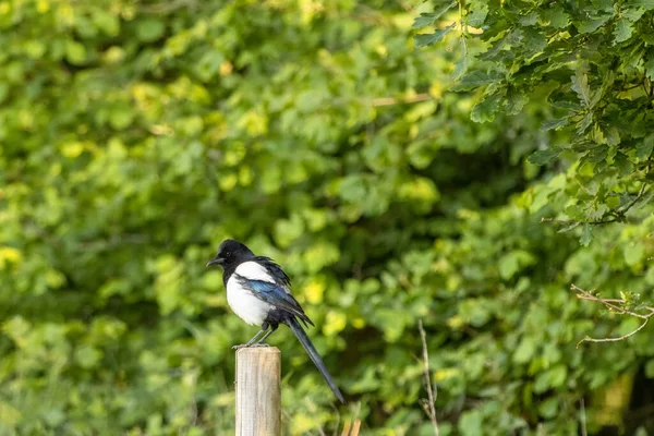 Common Magpie Bertengger Tiang Kayu — Stok Foto