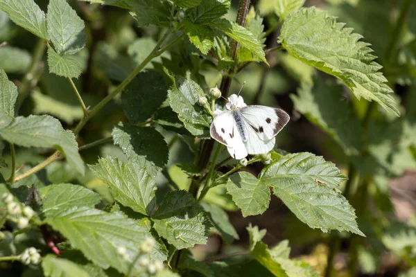 大きな白い ピエリス ブラッシカ ブラックベリーの花に蝶の餌 — ストック写真