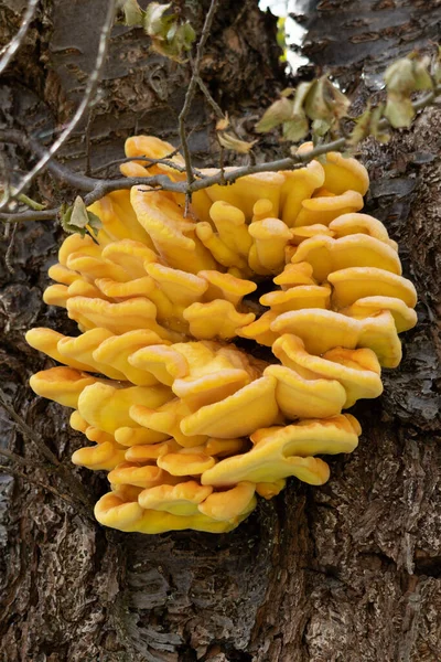 Yellow brain (Tremella mesenterica) jelly fungus growing on a tree in springtime