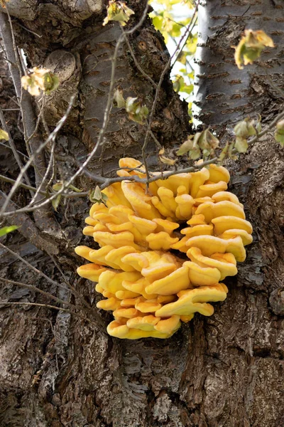 Creierul Galben Tremella Mesenterica Ciuperca Jeleu Creștere Copac Primăvară — Fotografie, imagine de stoc