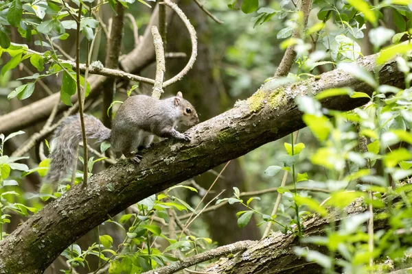 Grey Squirrel Sciurus Carolinensis Покоится Дереве — стоковое фото