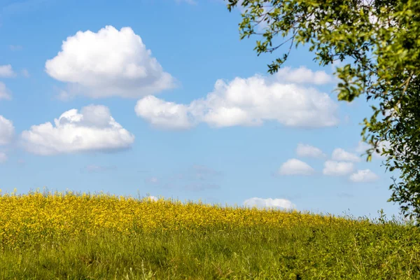 Rapsblüte Brassica Napus Der Landschaft Von Sussex Der Nähe Von — Stockfoto