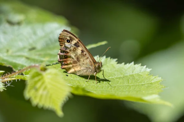 Motyl Nakrapiany Pararge Aegeria Siedzący Liściu Wiosennym Słońcu — Zdjęcie stockowe