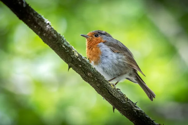 Robin Bir Bahar Günü Bir Ağaca Tünedi — Stok fotoğraf