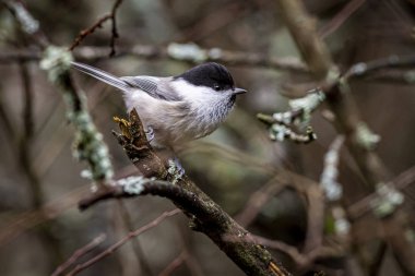 Söğüt baştankara (poecile montanus)