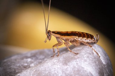 German cockroach (Blattella germanica) clipart
