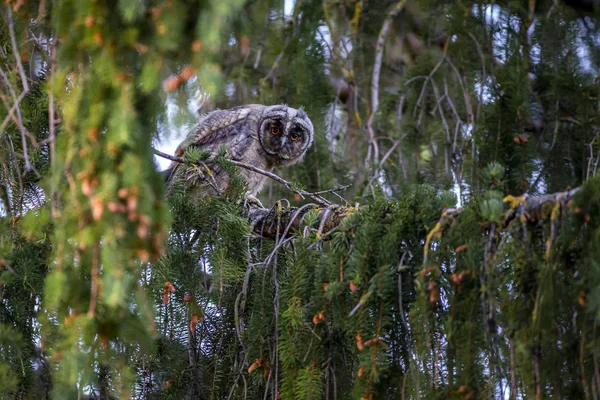 Hibou Des Marais Asio Otus — Photo