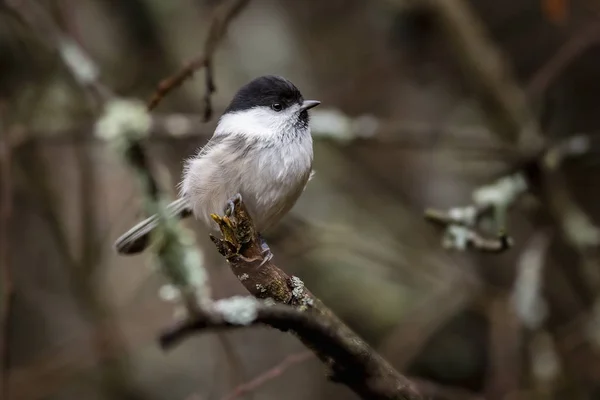 Matkop Poecile Montanus — Stockfoto