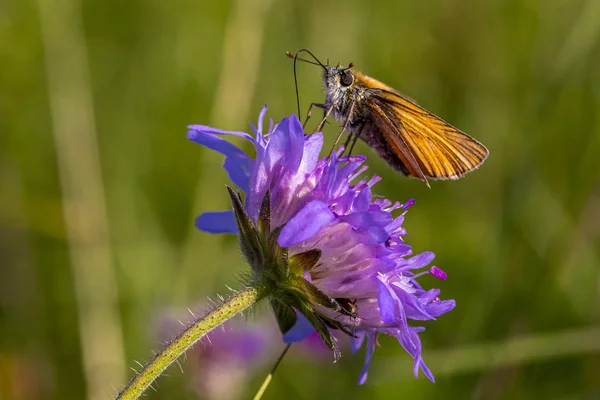 Thymelicus Lineola — 스톡 사진