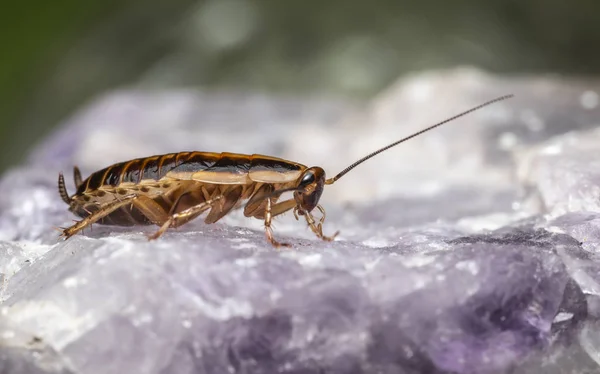 Karaluch Niemiecki Blattella Germanica — Zdjęcie stockowe