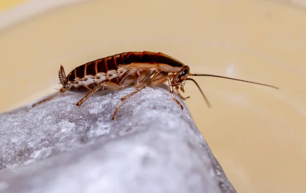 German Cockroach Blattella Germanica — ストック写真