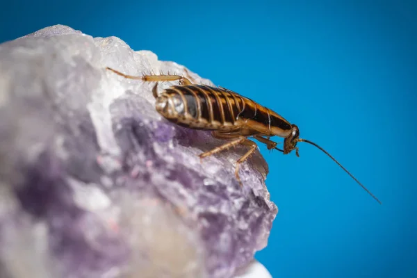 German Cockroach Blattella Germanica — ストック写真