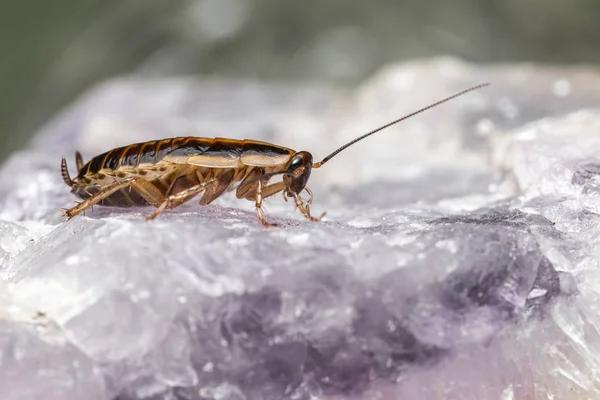 German Cockroach Blattella Germanica — 图库照片
