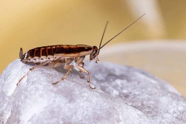 Alman hamamböceği (Blattella germanica)
