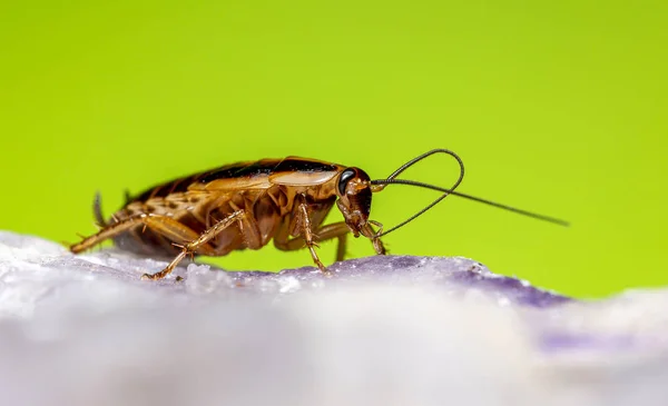 Alman hamamböceği (Blattella germanica) Stok Fotoğraf