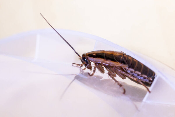 Немецкий таракан (Blattella germanica
)