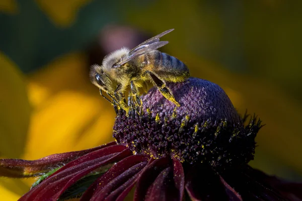 Westliche Honigbiene Apis Mellifera — Stockfoto