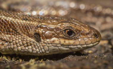 Viviparous kertenkele (Zootoca Vivipara)