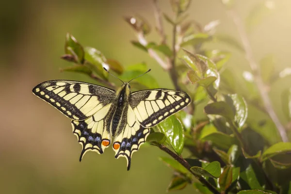 Eski Dünya Kırlangıç Kuyruğu Papilio Machaon — Stok fotoğraf