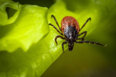 castor bean kene (Ixodes ricinus)