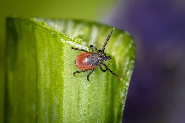 castor bean kene (Ixodes ricinus)
