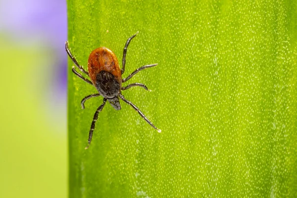 Τσιμπούρι Φασολιών Καστόρων Ixodes Ricinus — Φωτογραφία Αρχείου