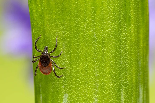 Τσιμπούρι Φασολιών Καστόρων Ixodes Ricinus — Φωτογραφία Αρχείου