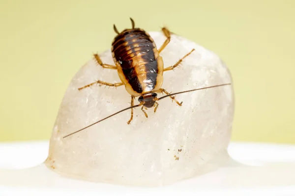 German Cockroach Blattella Germanica — Stock Photo, Image