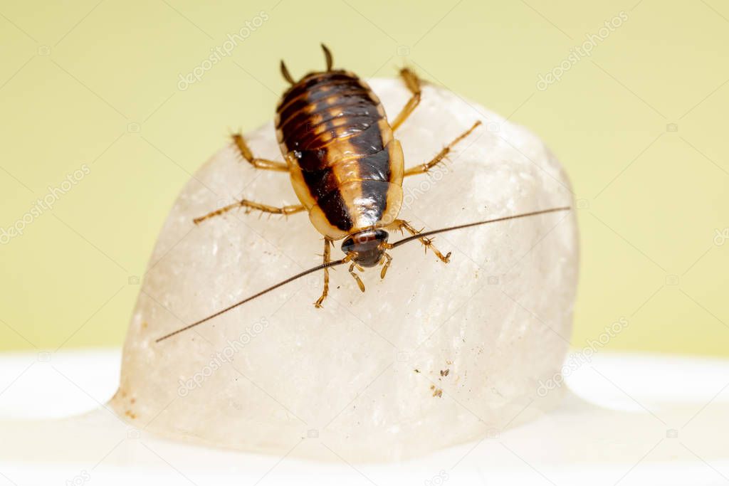 German cockroach (Blattella germanica)