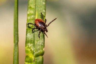 castor bean kene (Ixodes ricinus)