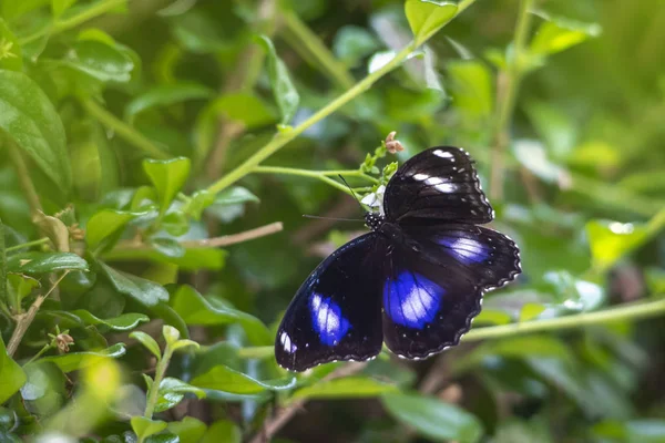 Blue Moon Butterfly Hypolimnas Bolina — Stock Photo, Image