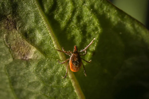 Zecca Ricino Ixodes Ricinus Immagine Stock